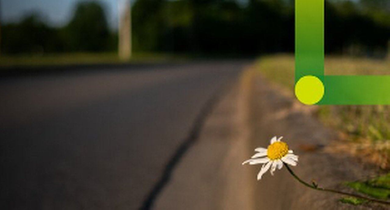Street and daisy