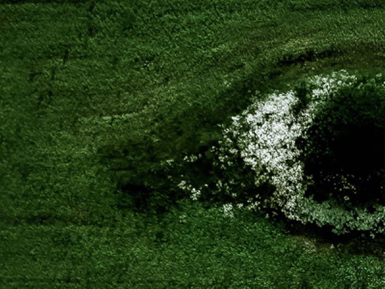 Closeup of green wood grains