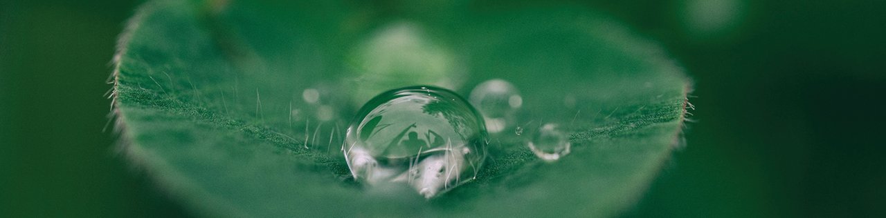 Close-up of a water droplet on a leaf