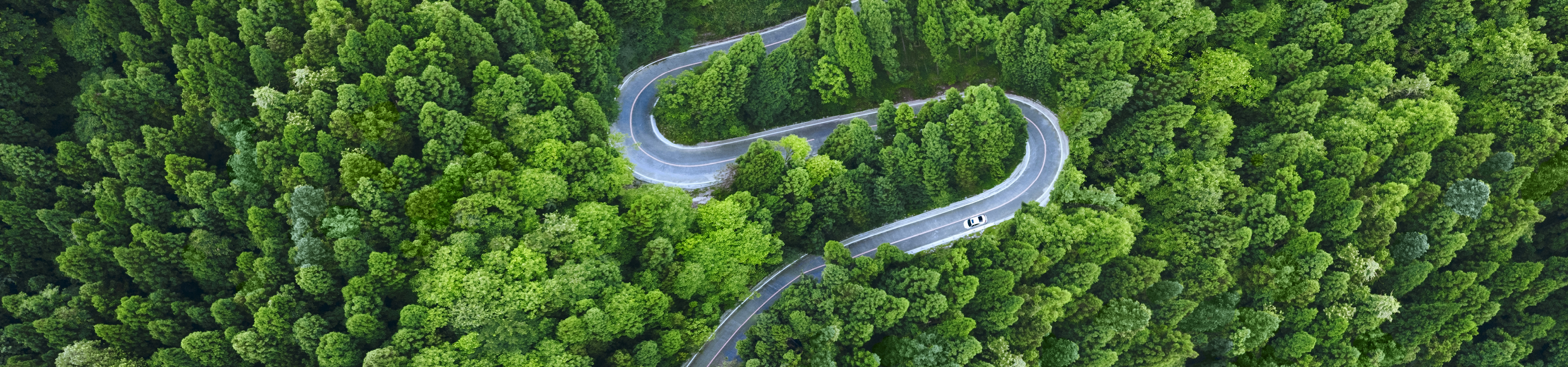 Winding road through the woods