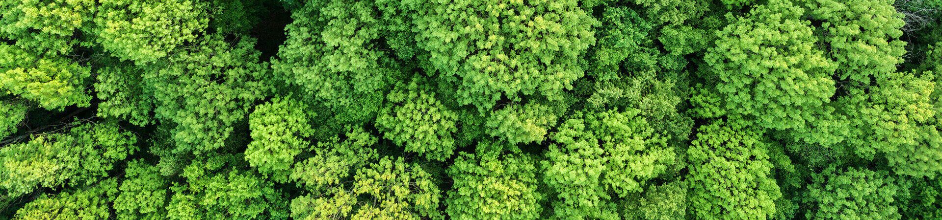 Lush green forest from a bird's eye view